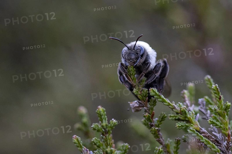 A willow sand bee in the Hohe Ward nature reserve in Münster, 08/04/2024