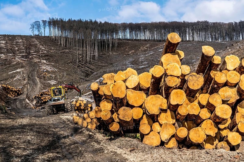 Cleared forest area north of the village of Öventrop, district of Arnsberg, dead spruce stands were felled, dead trees due to bark beetle infestation, Arnsberg Forest, North Rhine-Westphalia, Germany, Europe