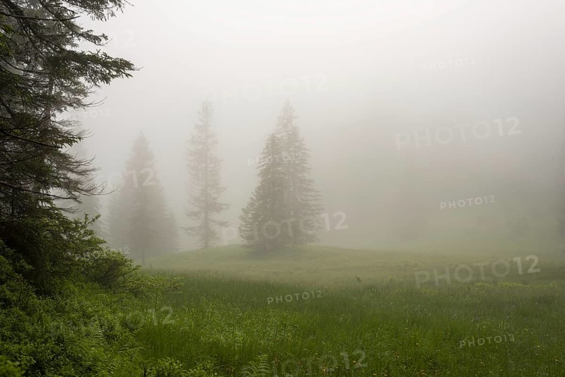 Hühnermoos on a cloudy day with fog, a high moor at Söllereck near Oberstdorf, AllgÃ¤u Alps, AllgÃ¤u, Bavaria, Germany, Europe