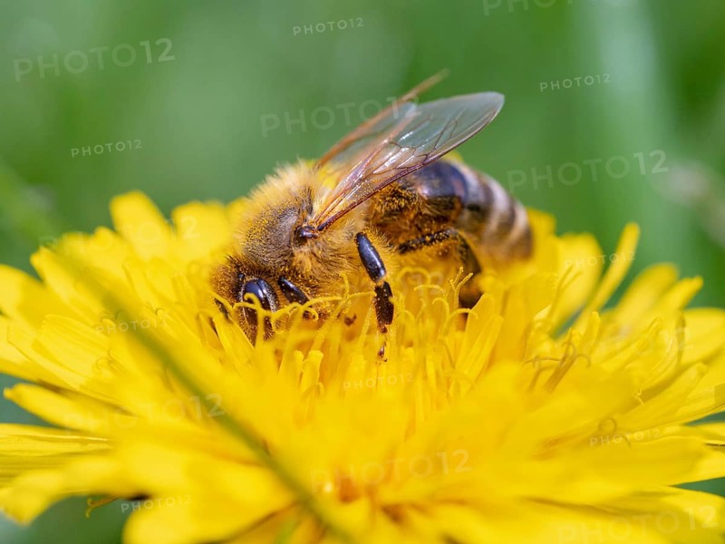 European hornet (Vespa crabro), insect, insects, macro, plant, garden, Neuhofen, Rhineland-Palatinate, Germany, Europe
