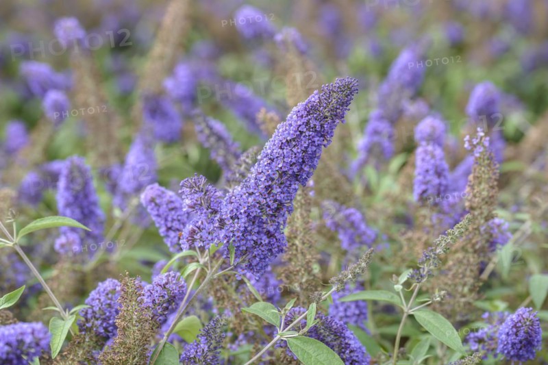 Summer lilac (Buddleja davidii 'Ellen's Blue'), BS SÃ¤mann, Bautzen, Saxony, Germany, Europe