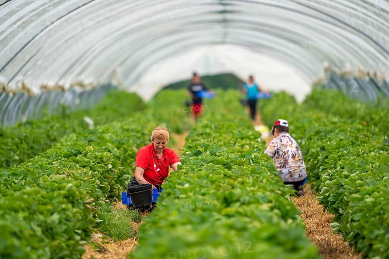 Harvesting strawberries, harvest helper, strawberry cultivation in the open field, under a foil tunnel, young strawberry plants growing up, in different stages of ripeness, near Dormagen, Rhineland, North Rhine-Westphalia, Germany, Europe