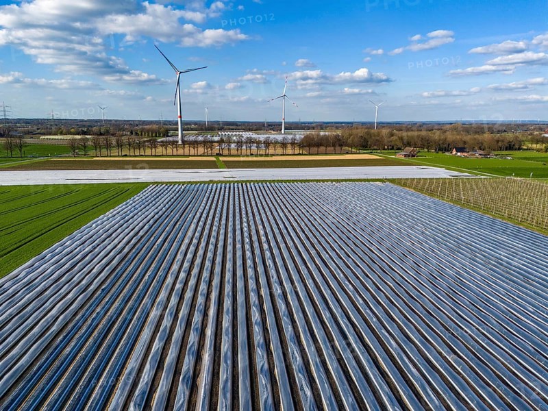 Asparagus fields, asparagus stems under foil, for faster growth, in the background foil greenhouses for strawberries, wind turbines, near Kirchhellen, district of Bottrop, North Rhine-Westphalia, Germany, Europe