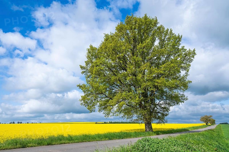 English oak (Quercus robur), solitary, in spring, standing on a field path, yellow rape field (Brassica napus), blue sky and white clouds, Thuringia, Germany, Europe