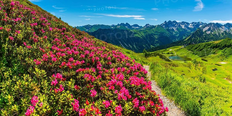 Alpine rose blossom, panorama from the Fellhorn over the Schlappoldsee and mountain station of the Fellhornbahn to the central main ridge of the AllgÃ¤u Alps, AllgÃ¤u, Bavaria, Germany, Europe