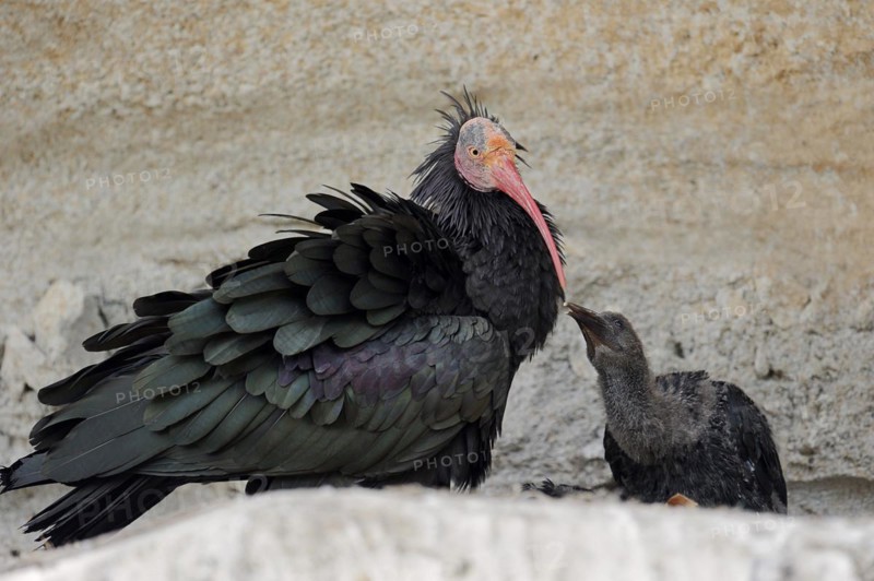 Northern Bald Ibis (Geronticus eremita) with chicks in the nest, Austria, Europe