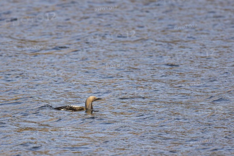 Black-throated loon (Gavia arctica), adult bird swimming out of lake, Varanger, Finnmark, Norway, Europe