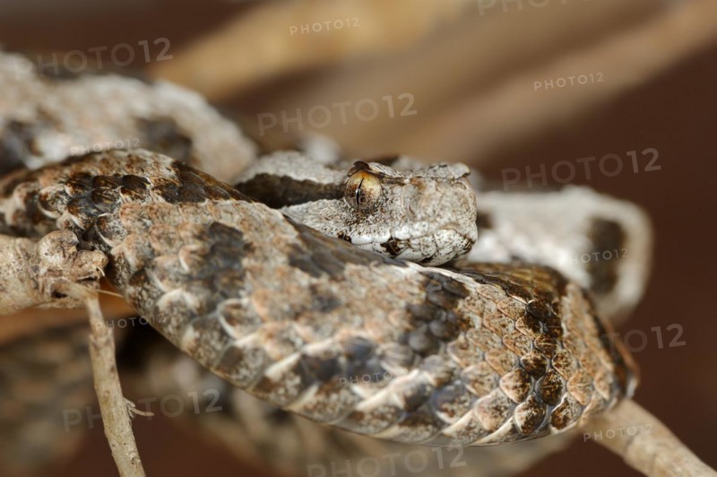 Asia Minor mountain viper or Turkish mountain viper (Montivipera xanthina, Vipera xanthina), captive, occurring in Greece and Turkey