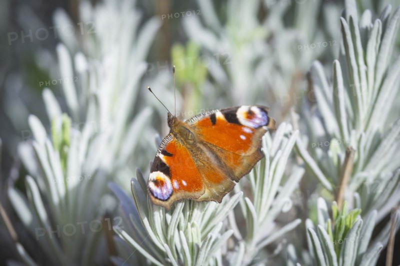 Butterfly Faunauge on your lavender bush, Rippien, Saxony, Germany, Europe
