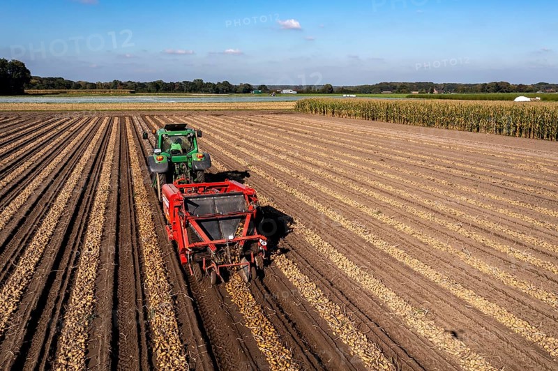 Potato harvest, so-called split harvesting method, first the tubers are taken out of the ground with a row layer, photo, then, after a short drying phase, collected with a bunker harvester and loaded, North Rhine-Westphalia, Germany, Europe