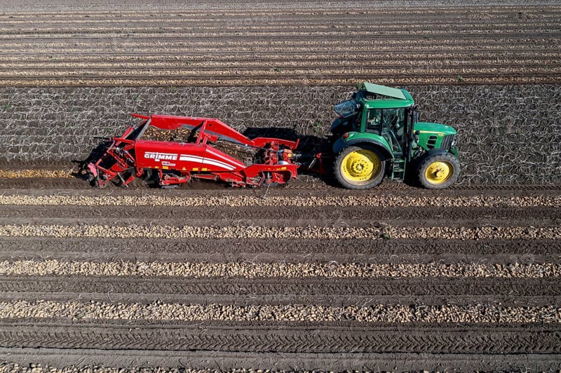 Potato harvest, so-called split harvesting method, first the tubers are taken out of the ground with a row layer, photo, then, after a short drying phase, collected with a bunker harvester and loaded, North Rhine-Westphalia, Germany, Europe