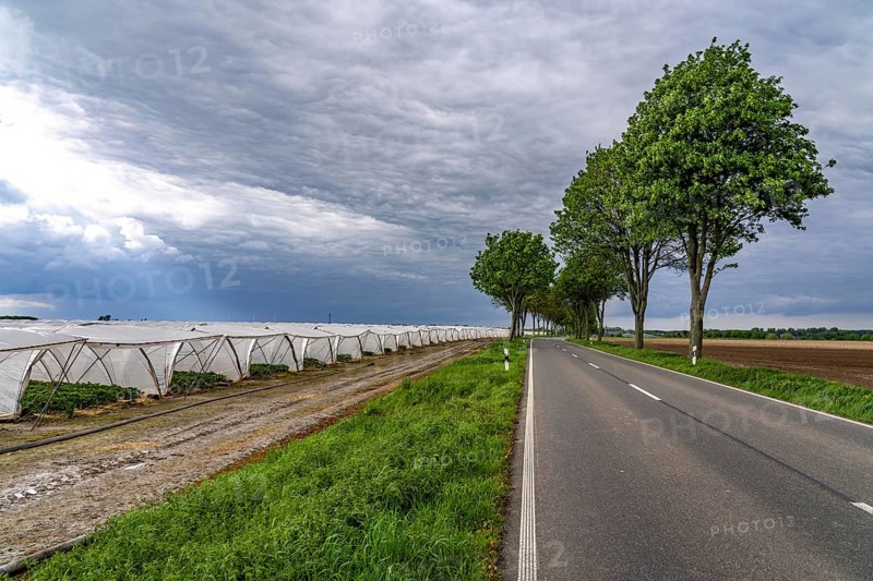 Agriculture, large areas with foil tunnel, for the cultivation of strawberries, south of Lövenich, belongs to Erkelenz, in the district of Heinsberg, North Rhine-Westphalia, Germany, Europe