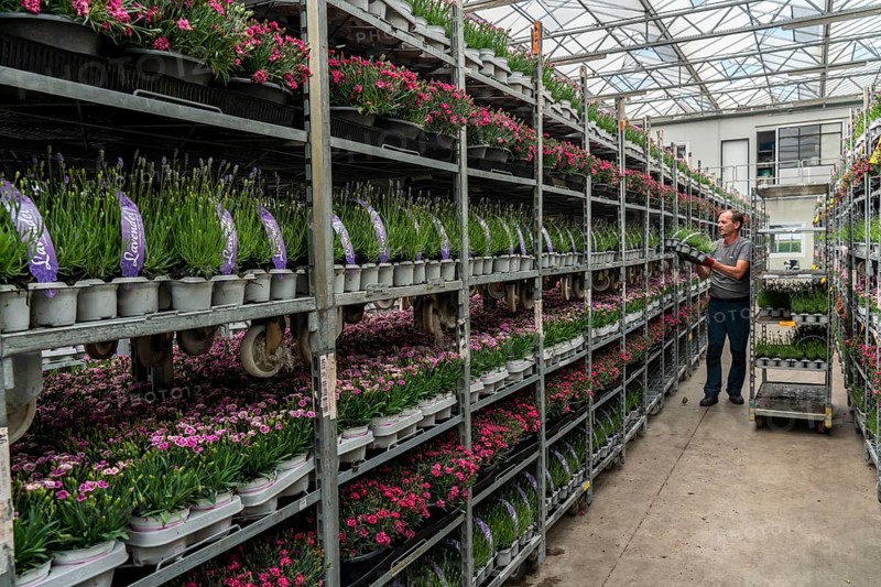 Horticultural business, lavender plants, in flower pots, outdoors, are packed to make them ready for sale, North Rhine-Westphalia, Germany, Europe