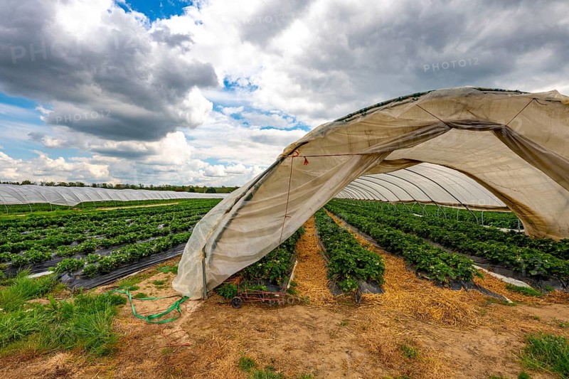 Harvest of strawberries, strawberry cultivation in the open, under a foil tunnel, young strawberry plants growing, in different stages of ripeness, near Dormagen, Rhineland, North Rhine-Westphalia, Germany, Europe