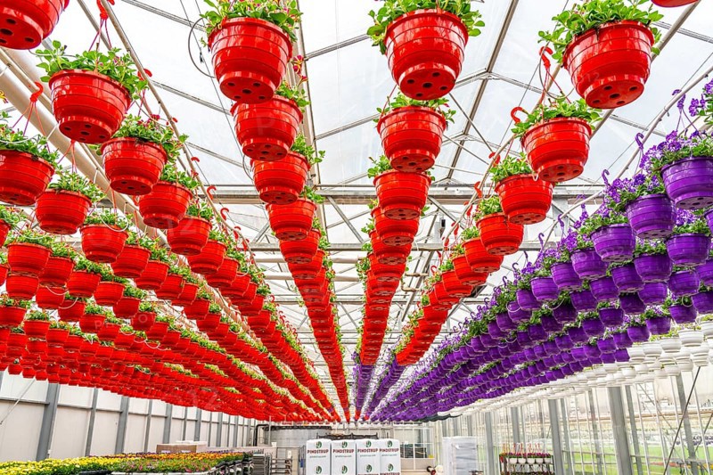 Horticultural business, flower pots, so-called petunia ampel, grow in a greenhouse, under the glass roof, until they have the right growth stage for retail, each pot is watered individually, by drip irrigation, Straelen, North Rhine-Westphalia, Germany, Europe