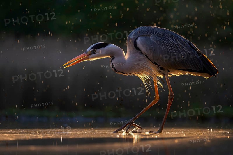 Grey heron (Ardea cinerea), also heron, hunting, fishing, sunrise, rainy weather, shallow water zone, shore zone, twilight, streak light, reed belt, morning light, Kiskunsag National Park, Hungary, Europe