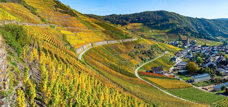 Vineyards in autumn, MayschoÃŸ, Ahr valley, red wine of the Pinot Noir and Portugieser grape is grown here, red wine growing region, Eifel, Rhineland-Palatinate, Germany, Europe