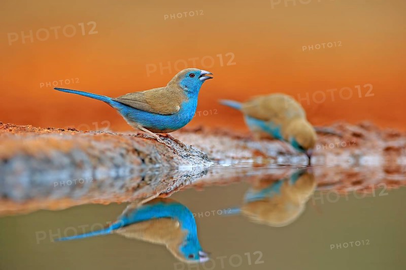 Blue-winged Oriole (Uraeginthus angolensis), Angola Butterfly Finch, adult, two birds, at the water, Kruger National Park, Kruger National Park, Krugerpark, South Africa, Africa