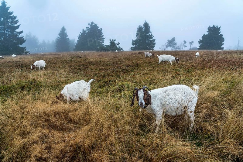 The high heath on the Kahler Asten, mountain in the Sauerland, in autumn fog, herd of cattle, sheep, goats, Winterberg, North Rhine-Westphalia, Germany, Europe
