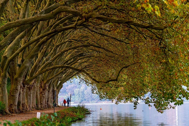 Platanen Allee, Weg am Lake Baldeney, near Haus Scheppen, in Essen, autumn, North Rhine-Westphalia, Germany, Europe