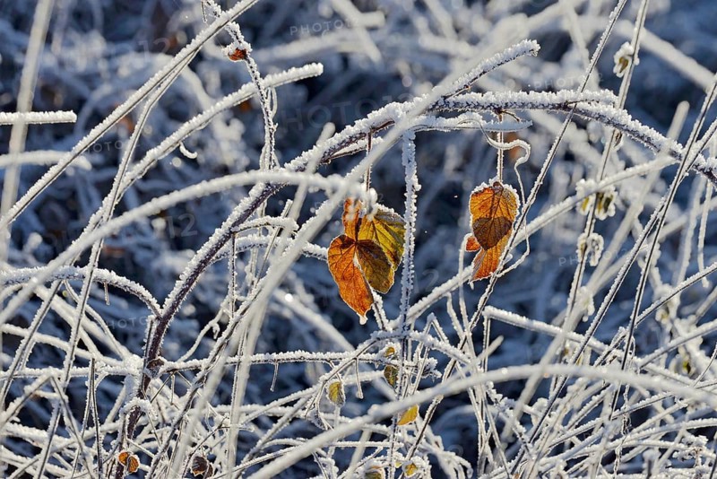 Blackberry (Rubus sect. Rubus) covered with hoar frost, North Rhine-Westphalia, Germany, Europe