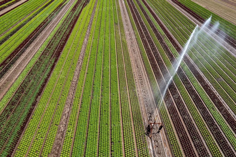 A field is artificially irrigated, water is sprayed onto the field via an irrigation system, field with different lettuce plants, in different stages of growth, North Rhine-Westphalia, Germany, Europe