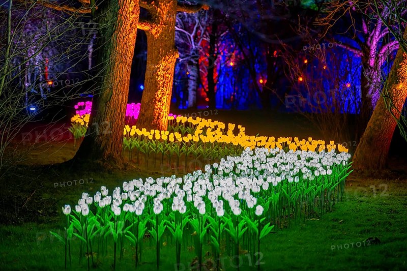 Parkleuchten, event in winter, in the Grugapark in Essen, many different light installations, across the park, attract many thousands of visitors, North Rhine-Westphalia, Germany, Europe