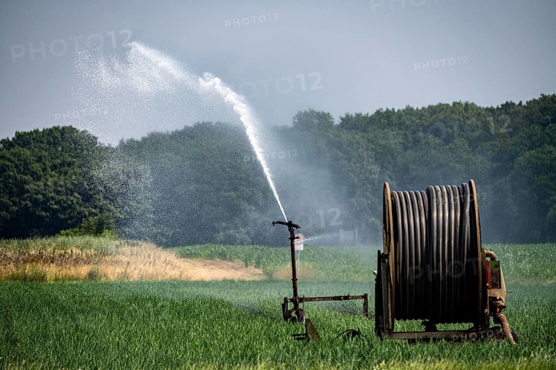 A field with onions is artificially irrigated, water is sprayed onto the field via a sprinkler system, North Rhine-Westphalia, Germany, Europe