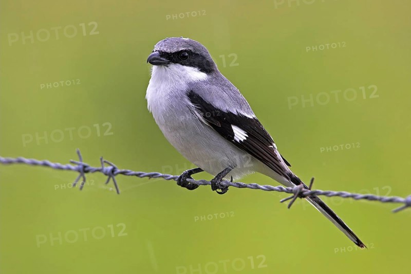 Loggerhead shrike (Lanius ludovicianus), Joe Overstreet Road, Osceola County, Florida, USA, North America