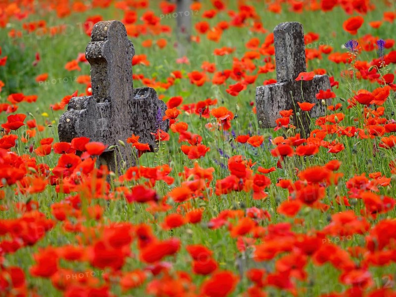 Poppy, poppy, cemetery, gravestone, cross, flowers, poppies, Tiszaalp-r, Kiskuns-gi National Park, B-cs-Kiskun, Hungary, Europe