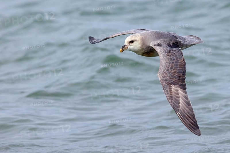 Northern fulmar (Fulmarus glacialis), Spitsbergen, Longyearbyen, Svalbard / Spitsbergen, Norway, Europe