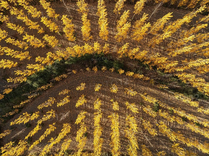 European Aspen (Populus tremula) in autumnal colours. Cultivated for timber. Aerial view. Drone shot. Granada province, Andalusia, Spain, Europe