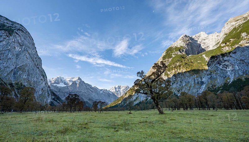 Maple trees with autumn leaves, autumn landscape in RiÃŸtal with Spritzkarspitze, GroÃŸer Ahornboden, Engalpe, Eng, municipality of HinterriÃŸ, Karwendel Mountains, Alpenpark Karwendel, Tyrol, Austria, Europe