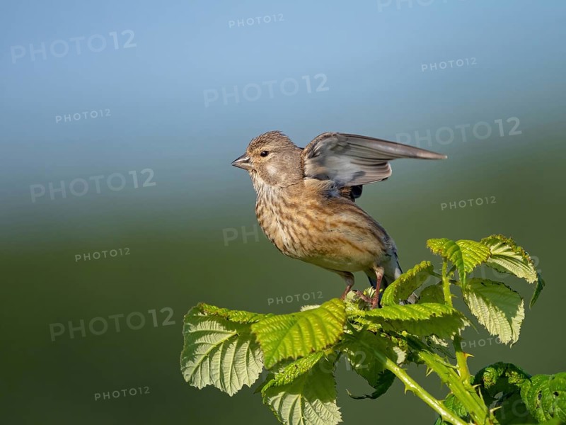 Linnet, Common Linnet, Eurasian Linnet, (Carduelis cannabin), (Acanthis cannabina), Linotte mÃˆlodieuse, Pardillo ComË™n