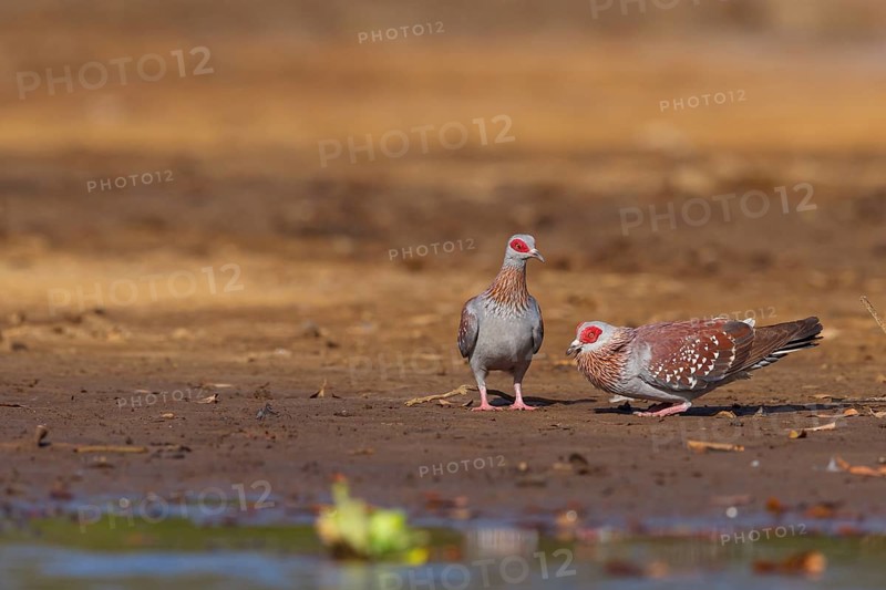 Africa, Gambia, speckled pigeon (Columba guinea), Pigeon roussard, Paloma de Guinea, Pigeon, Pigeons, Marakissa River Camp Canoe tri, Marakissa, South Bank, Gambia, Africa