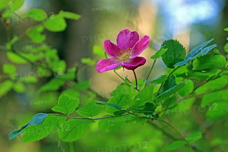 Alpine rose (Rosa pendulina L.)