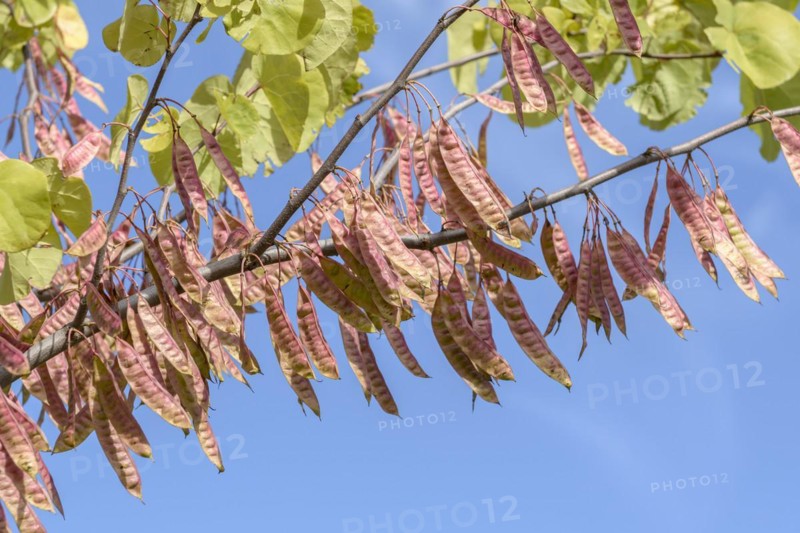 Judas tree (Cercis siliquastrum), State Institute for Agriculture and Horticulture, Ditfurt, Saxony-Anhalt, Germany, Europe