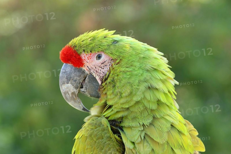 Great green macaw (Ara ambigua), animal portrait, captive, occurrence in South America, Hesse, Germany, Europe