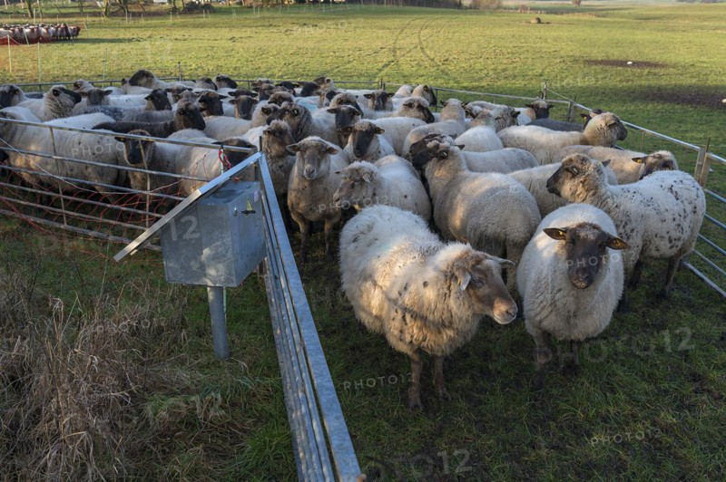 Black-headed domestic sheep (Ovis gmelini aries) waiting to be loaded, Mecklenburg-Vorpommern, Germany, Europe