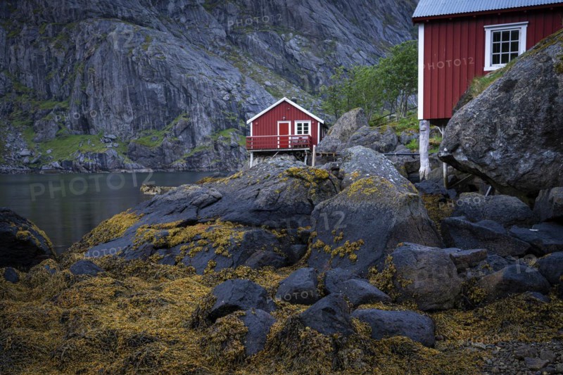 Typical red wooden houses on wooden stilts (rorbuer) in Nusfjord. Rocks and seaweed in the foreground. Sea and mountains in the background. At night at the time of the midnight sun. Early summer. Nusfjord, Flakstadoya, Lofoten, Norway, Europe