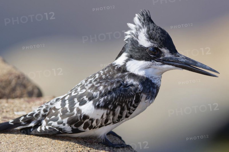 Pied kingfisher (Ceryle rudis), female, perched on the guardrail, overlooking the Olifants River, on the lookout, Kruger National Park, South Africa, Africa