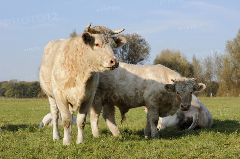 Charolais cattle (Bos primigenius taurus) on a pasture, North Rhine-Westphalia, Germany, Europe