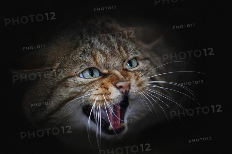 European wildcat (Felis silvestris silvestris) hissing, captive, North Rhine-Westphalia, Germany, Europe
