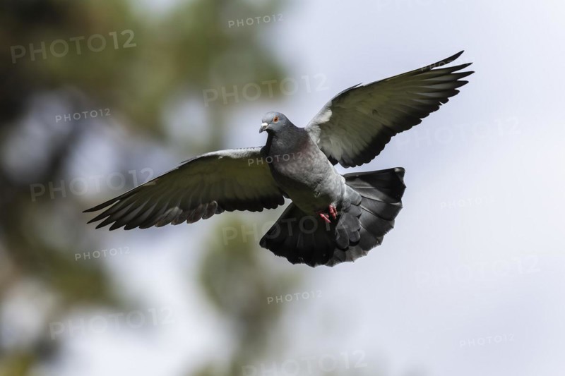 City dove (Columba livia forma domestica) in flight, wildlife, Germany, Europe