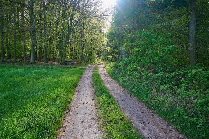 A sunlit forest path leading through a green clearing in a dense forest, Obernburg, Spessart, Odenwald, Bavaria, Germany, Europe