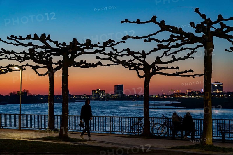 Rhine promenade, evening, sunset, bare trees in spring, Düsseldorf, North Rhine-Westphalia, Germany, Europe