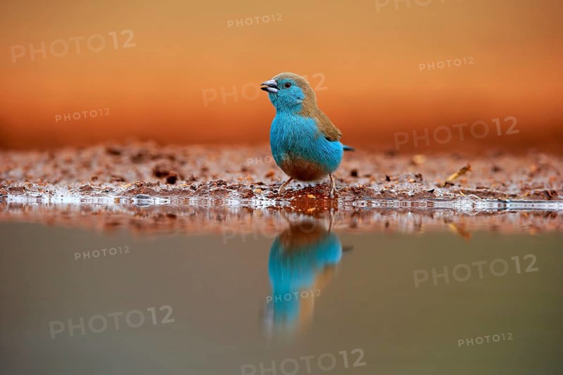 Blue waxbill (Uraeginthus angolensis), Angola butterfly finch, adult, at the water, Kruger National Park, Kruger National Park, Krugerpark, South Africa, Africa