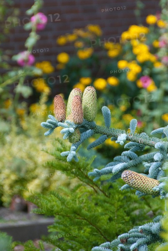 Noble fir (Abies procera 'Glauca'), Schalsee, Ratzeburg, 81