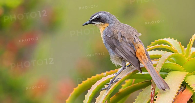 Cossypha caffra, family of flycatchers, Underberg surroundings, Underberg, KwaZulu-Natal, South Africa, Africa