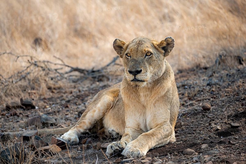 Lion (Panthera leo), adult female, lying down, African savannah, Kruger National Park, South Africa, Africa